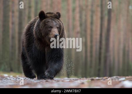 Europäischer Braunbär Ursus arctos läuft mit kritischem Blick direkt auf den am Boden liegenden Fotografen zu, Aufnahme aus der Mäuseperspektive, sehr schön sind die messerspitzen langen gefährlich Krallen des Bären zu sehen *** Braunbär Ursus arctos über nassen Boden, vor einem borealen Wald, beeindruckende Begegnung, Frontalaufnahme, Tiefpunkt, Europa. Europa Stockfoto