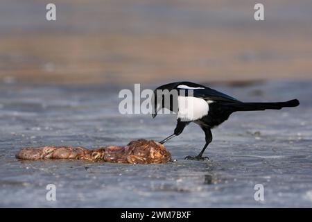 Wächter der Natur... Elster Pica pica hat auf einem zugefrorenen See Freßbares, AAS, vermutlich Eingeweide gefunden, das sie neugierig interessiert aber vorsichtig untersuchen *** Eurasische Magpie Pica pica auf einem gefrorenen See mit etwas Aas, kontrollierend / testet, Aas, Wildtiere, Europa. Mecklenburg-Vorpommern Deutschland, Europa Stockfoto