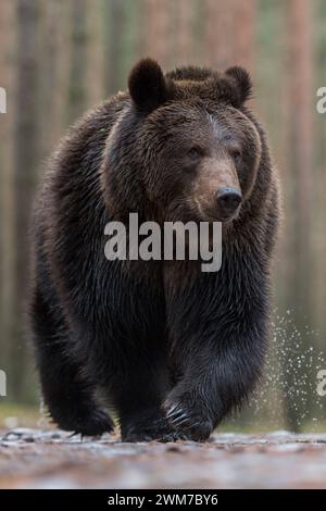 Europäischer Braunbär Ursus arctos läuft mit kritischem Blick direkt auf den am Boden liegenden Fotografen zu, Aufnahme aus der Mäuseperspektive, sehr schön sind die messerspitzen langen gefährlich Krallen des Bären zu sehen *** Braunbär Ursus arctos über nassen Boden, vor einem borealen Wald, beeindruckende Begegnung, Frontalaufnahme, Tiefpunkt, Europa. Europa Stockfoto