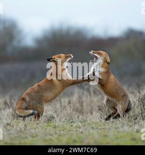 Rotfuchs / Fuchs Vulpes vulpes , Füchse im Streit, Kampf, zwei Rotfüchse sind während der Ranzzeit aneinandergeraten, streiten sich, drohen einander, kämpfen miteinander, stehen aufgerichtet auf den Hinterpfoten, fletschen, zeigen die Zähne, drohe Rotfuchs Vulpes vulpes , zwei Erwachsene, auf Hinterbeinen, agressiver Kampf, Kampf, bedrohlich, weit geöffnete Kiefer, Angriff einander, Wildtiere, Europa. Niederlande, Westeuropa Stockfoto