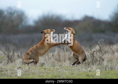 Rotfuchs / Fuchs Vulpes vulpes , Füchse im Streit, Kampf, zwei Rotfüchse sind während der Ranzzeit aneinandergeraten, streiten sich, drohen einander, kämpfen miteinander, stehen aufgerichtet auf den Hinterpfoten, fletschen, zeigen die Zähne, drohe Rotfuchs Vulpes vulpes , zwei Erwachsene, auf Hinterbeinen, agressiver Kampf, Kampf, bedrohlich, weit geöffnete Kiefer, Angriff einander, Wildtiere, Europa. Niederlande, Westeuropa Stockfoto