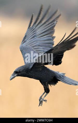 im Flug... Kolkrabe * Corvus corax *, größter heimischer Rabenvogel in der Luft mit geöffneten Flügeln, gesetzt zur Landung an, freigestellt vor leuchtend schönem Hintergrund Ried, Schilf, heimische Vogelwelt, Natur *** gemeiner Rabe Corvus corax einfliegt, umgeben von goldfarbenem Schilf, Wildtiere, Europa. Mecklenburg-Vorpommern Deutschland, Europa Stockfoto