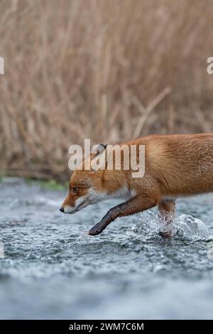 ab durch s Wasser... Rotfuchs * Vulpes vulpes * läuft durch einen Bach, durchquert ein Gewässer, bei Hochwasser, heimische Tierwelt, Säugetiere *** Rotfuchs Vulpes vulpes vulpes überquert einen kleinen Bach, geht durch fließendes Wasser, Wildtiere, Europa. Deutschland, Europa Stockfoto