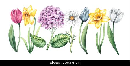 Aquarellmuster von Frühlingsillustrationen mit Blumen Tulpe, Hortensie, Narzissen, Gras. Isolierte Illustrationen auf weißem Hintergrund. Ausschneiden Stockfoto