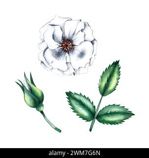 Aquarellset Hagebuttenblüten, Blätter, Knospen. Hagebutte handgezeichnet isoliert auf weiß für Stoffdesign, Karten, Drucke, Einladungen, Urlaubsprodukte Stockfoto