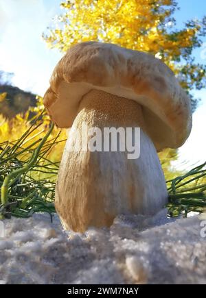 Makroaufnahme eines weißen Pilzes, der im Herbst im Wald steht. Stockfoto