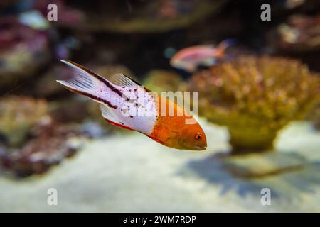 Horizontalfoto von Lyretail Hogfish Bodianus anthioides Stockfoto