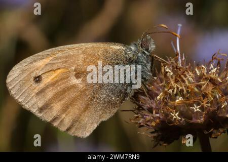 Brauner Schmetterling im Sommer auf der Wiese sitzt auf einer Blume, Nahaufnahme Stockfoto