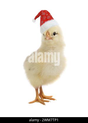 Huhn in santa claus Hut isoliert auf weißem Hintergrund Stockfoto