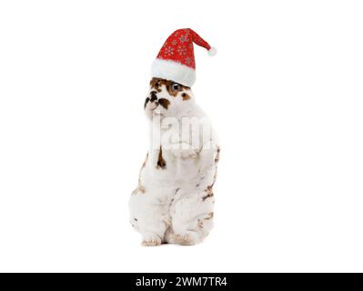Stehendes geflecktes Kaninchen in santa claus Hut isoliert auf weißem Hintergrund Stockfoto