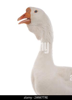 Porträt weiblicher Gänse isoliert auf weißem Hintergrund Stockfoto