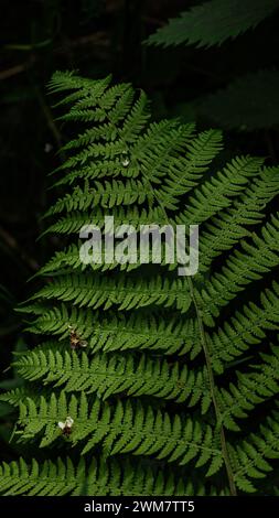 Ein Farnblatt zeigt sein kompliziertes Muster von Wedeln, hervorgehoben durch das sanfte Spiel des natürlichen Lichtes, das durch die Baumkronen des Waldes filtert. Stockfoto
