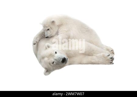Weiße Mutter Bär mit ihrem Jungen spielt auf weißem Hintergrund Stockfoto