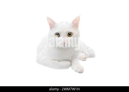 Weiße Katze liegt auf weißem Hintergrund Stockfoto