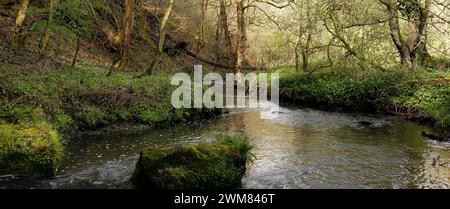 RIVER TEAM - Ousbrough Wood, Gateshead, Tyne & Wear, England. Stockfoto