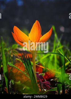 Gelber wilder Krokus und frisches grünes Gras am schönen Frühlingsmorgen mit Sonnenlicht und Morgentau im Wald Stockfoto