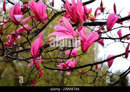 Wunderschöne Magnolienblüten im Frühling. Jentle Chinesische rote Magnolienblume. Romantischer Blumenhintergrund. Stockfoto