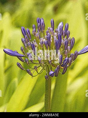 Agapanthus-Pflanze in Blüte auf natürlichem Hintergrund Stockfoto