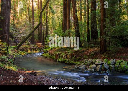 Hoch aufragende Redwood-Bäume in der Nähe des Redwood Creek im dunklen und schönen Muir Woods National Monument außerhalb von San Francisco, Kalifornien Stockfoto
