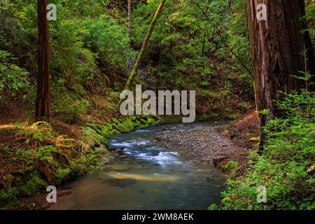 Hoch aufragende Redwood-Bäume in der Nähe des Redwood Creek im dunklen und schönen Muir Woods National Monument außerhalb von San Francisco, Kalifornien Stockfoto