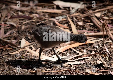 Das dunkle Moorhen-Küken ist ein Wasservogel, der alle schwarzen Federn mit einem orangefarbenen Schnabel hat Stockfoto