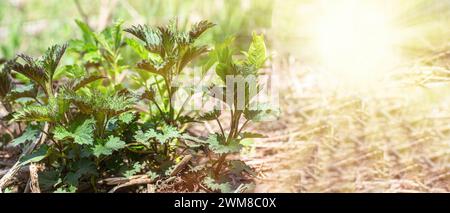 Frische junge grüne Brennnessel, bereit für die Ernte durch Kräuterkundige im Wald auf der Rodung, beleuchtet von der Sonne im Frühjahr. Das Konzept der nützlichen Kräuter für Co Stockfoto