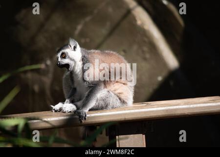 Ringschwanz-Lemurrücken sind grau bis rotbraun mit grauen Gliedmaßen und dunkelgrauen Köpfen und Hälsen. Sie haben weiße Bäuche. Stockfoto