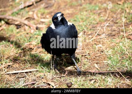 Die Elster ist ein unverwechselbarer Vogel mit glänzenden schwarzen und leuchtend weißen Markierungen. Stockfoto