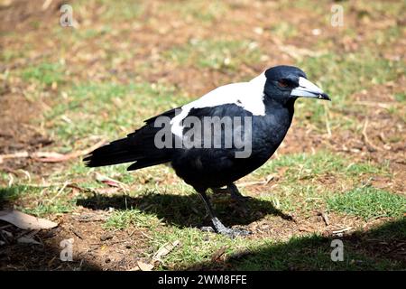 Die Elster ist ein unverwechselbarer Vogel mit glänzenden schwarzen und leuchtend weißen Markierungen. Stockfoto