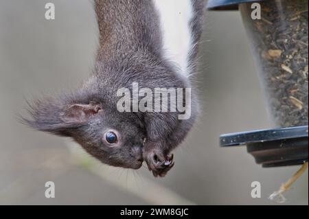 Sciurus vulgaris das niedliche europäische Eichhörnchen (schwarze Form) hängt kopfüber und stiehlt Samen aus dem Vogelfutter. Stockfoto