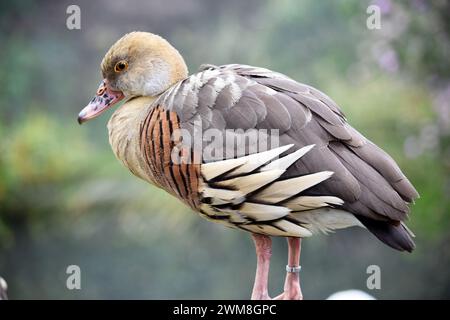 Das Gesicht und der Vorderhals der gefiederten Pfeifente sind hell, die Krone und der Hinterhals blassbraun und die braunen Federn des oberen Rückens sind umrandet Stockfoto