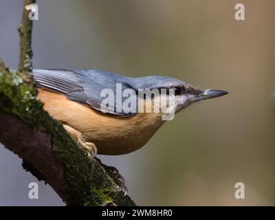 Sitta europaea alias eurasischer Nuthatch in seiner typischen Position am Baumzweig. Stockfoto