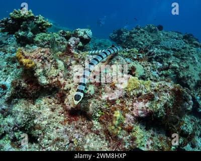 Banded Sea Krait, Laticauda, eine giftige Seeschlange im südpazifik der Salomonen Stockfoto