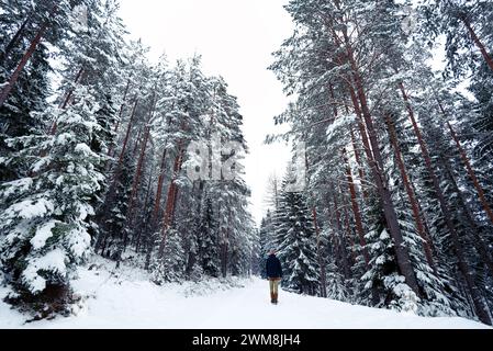 Erwachsener Mann, der auf frischem weißem Schnee im Birkenwald an einem schönen kalten Wintertag spaziert. Zeit allein verbringen. Rückansicht. Friedliche Atmosphäre in der Natur Stockfoto