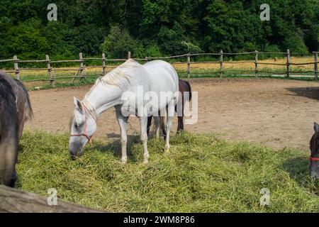 Pferde in einer Koralle grasen 02 Stockfoto