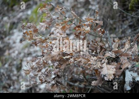 Gambel-Eiche, Peeling-Eiche, Eichenbürste und Weißeiche (Quercus gambelii) Stockfoto