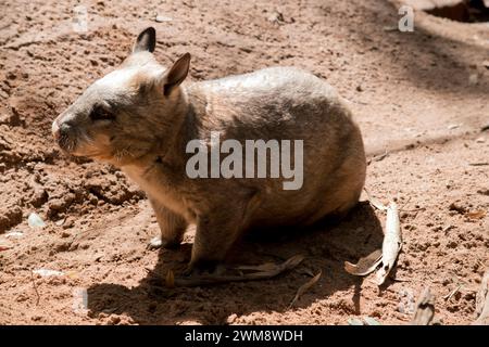 Der gewöhnliche Wombat hat einen großen, stumpfen Kopf mit kleinen Augen und Ohren und einen kurzen, muskulären Hals. Ihre scharfen Krallen und stumpfen, kraftvollen Beine machen sie aus Stockfoto