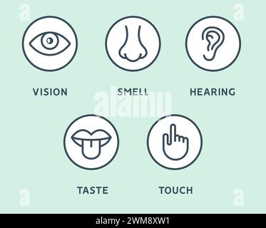 Fünf menschliche Sinne sehen Auge, riechen Nase, hören Ohr, berühren Hand, schmecken Mund und Zunge. Linienvektorsymbole eingestellt Stock Vektor