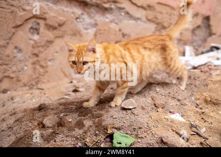 Kitty Katze in Marrakesch Marokko Stockfoto