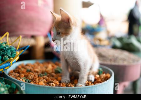 Kitty Katze in Marrakesch Marokko Stockfoto