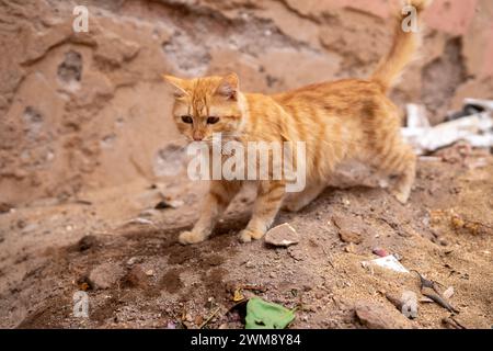 Kitty Katze in Marrakesch Marokko Stockfoto