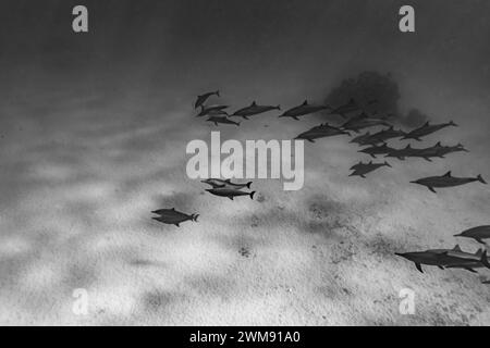 Intelligente und verspielte Rote Meer Spinner Delfine, Stenella longirostris, schwimmen im klaren blauen tropischen Wasser Stockfoto