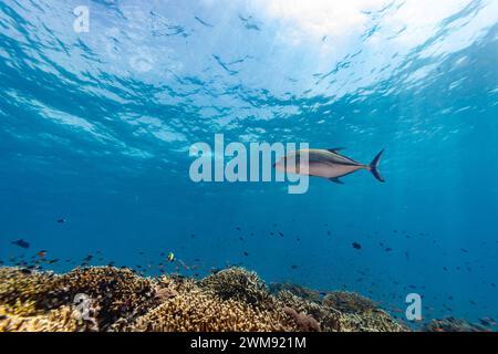 Riesen, Caranx ignobilis, schwimmen Fische durch klares blaues Wasser auf einem tropischen Korallenriff Stockfoto