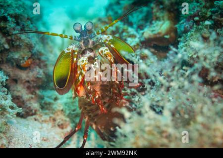 Makroaufnahme von Peacock Mantis Shrimp, Odontodactylus scyllarus, Jagd auf Korallenriff Stockfoto