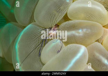 Makroaufnahme von Garnelen auf Clear Bubble Coral, Plerogyra sinuosa Stockfoto