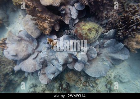 Grüne Meeresschildkröten, Chelonia mydas, ruhen auf einem tropischen Korallenriff Stockfoto