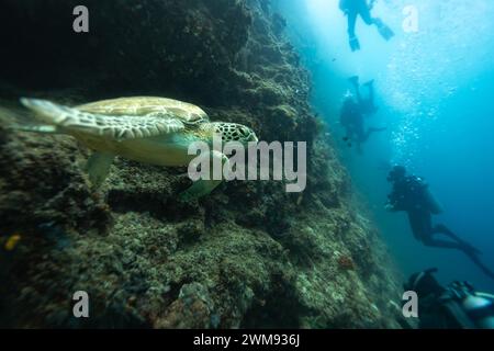 Grüne Meeresschildkröten, Chelonia Mydas, schwimmen entlang eines tropischen Korallenriffs mit Tauchern im Hintergrund Stockfoto