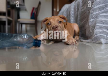 Ein Pitbull-Hund, der in die Kamera schaut. Karamellfarbenes Haustier. Stockfoto