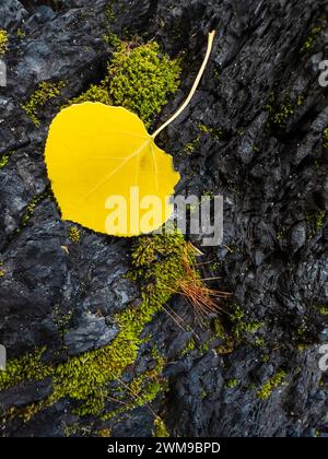 Ein Arrangement eines einzelnen gelben Espenblattes vor einem Hintergrund aus verkohltem Stumpf und leuchtend grünem Moos. Stockfoto