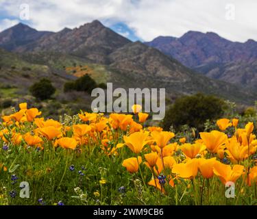 Üppiger Frühlingsmohn entlang des Deer Creek Trail mit den Mazatzal Bergen im Hintergrund. In Der Nähe Von Payson, Arizona. Stockfoto